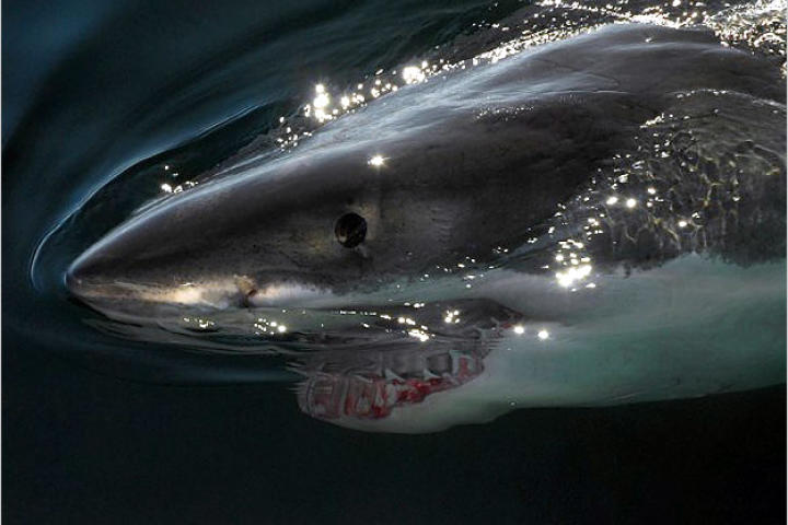 "Curly," an Atlantic great white shark. At 18 feet in length, Curly is one of the largest sharks ever seen. "When Curly was swimming around the boat I wasn't frightened," says Greg Skomal. "All I could think of was how beautiful it was. I was in awe of its sheer mass, its magnificence!"