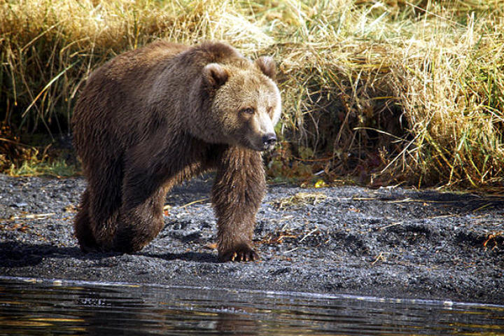 north-america-kodiak-brown-bear-625x450