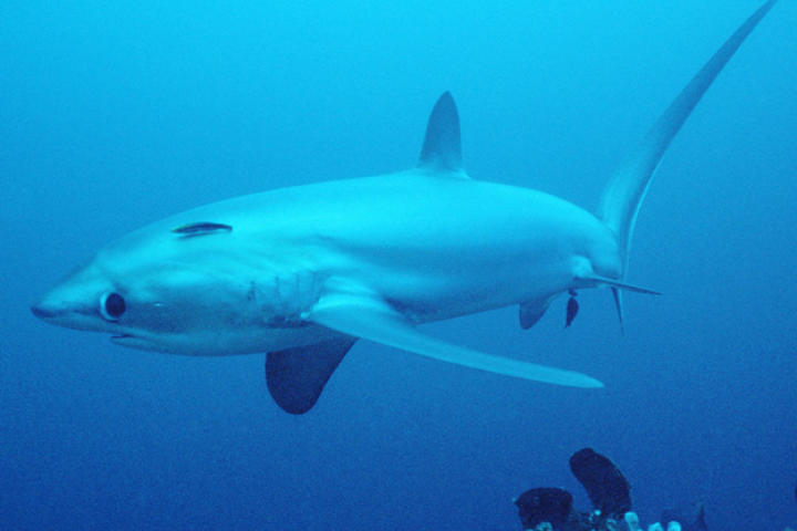 Pelagic thresher shark (Alopias pelagicus) being cleaned by cleaner wrasse, (Labroides dimidiatus) off the Philippines in the Pacific Ocean.