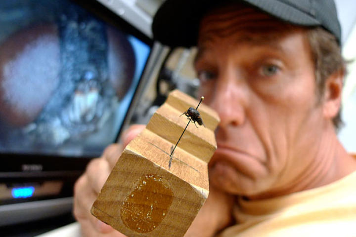There is a right way and a wrong way to pin a fly for forensic purposes. The right way involves placing the pin toward the fly's right side, because certain hairs that need to be examined are located in its middle.