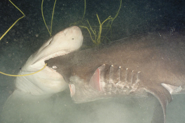 Sixgill sharks battle outside of the submersible, Mir 1 in the Atlantic Ocean off of Bermuda Island.