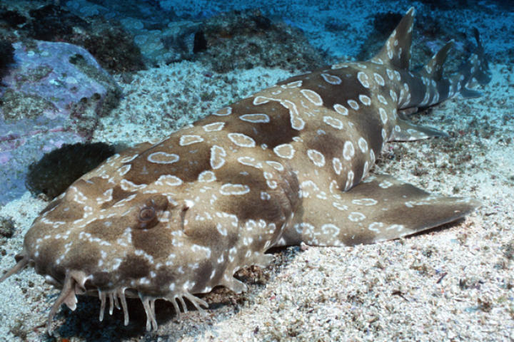 Spotted wobbegong (Orectolobus maculatus) photographed in the South Pacific.