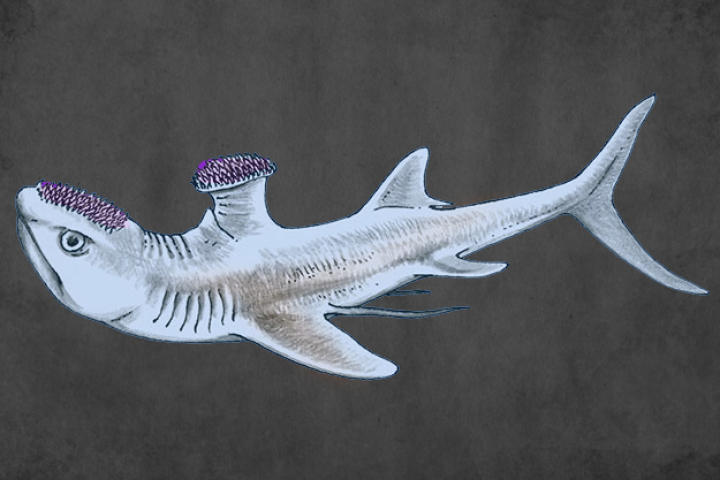 Stethacanthus averaged 2.3 feet in length and resembled most normal sharks with one unusual exception: it was known for having an oddly-shaped dorsal fin that looked a lot like an anvil or ironing board. Also, spikes on its head were used during mating rituals and to attack prey.