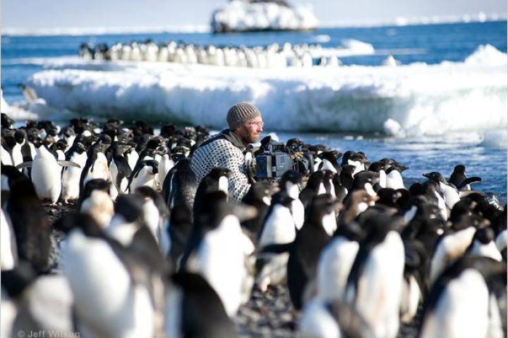Cameraman Mark Smith among the Adélie penguins of Cape Crozier.