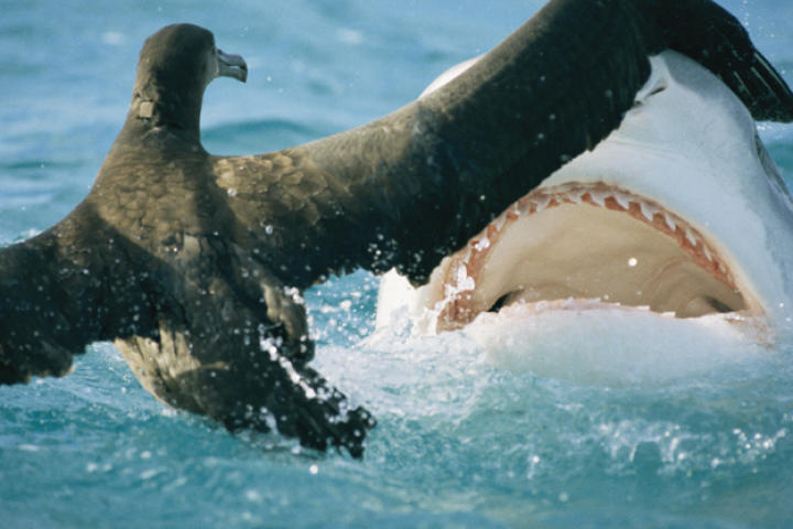 A tiger shark feeds on a young albatross.