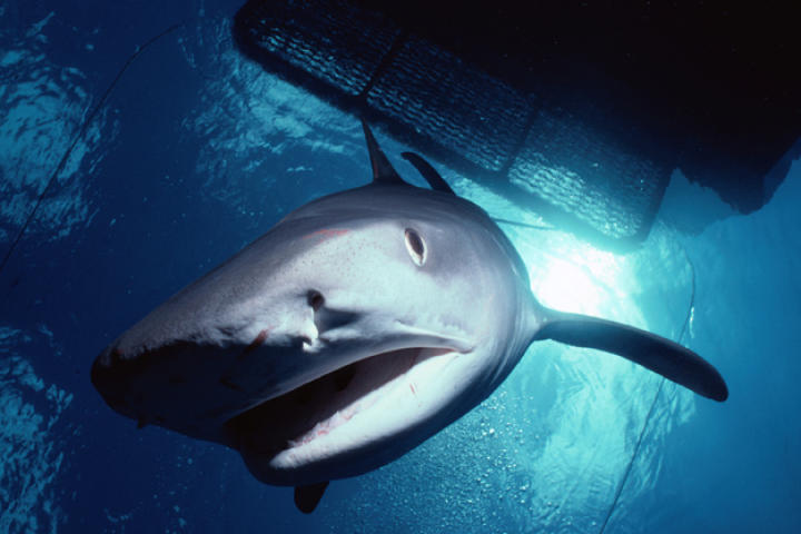 A tiger shark swims below a diver's cage.