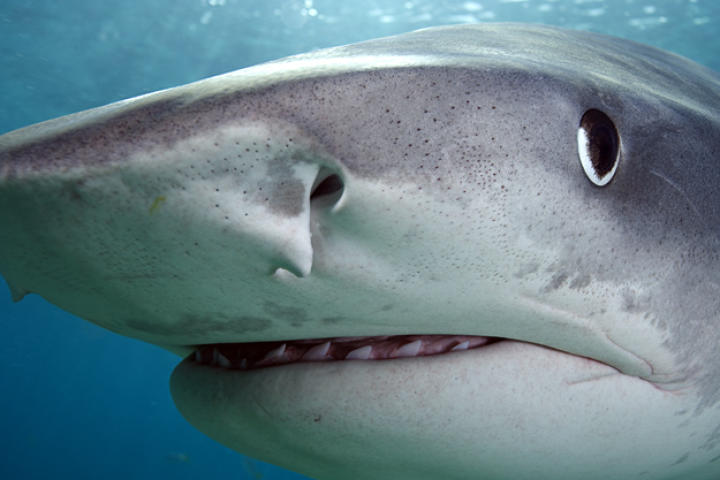 Close-up of tiger shark (Galeocerdo cuvier) off Tiger Beach, Grand Bahama Island, Bahamas.