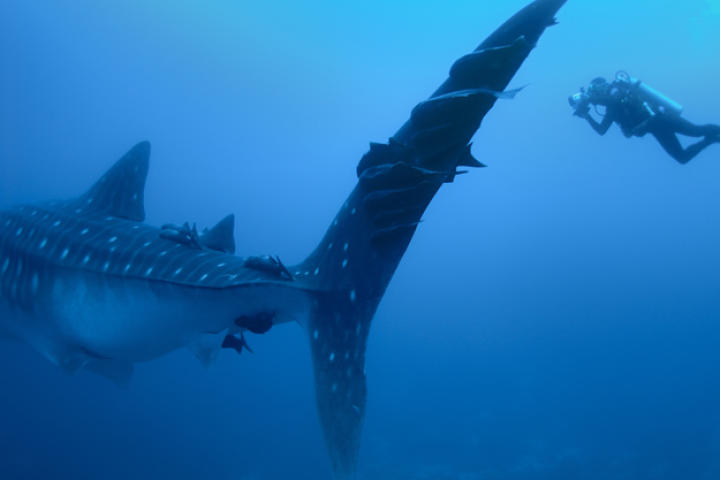 Diver with a whale shark (Rhincodon typus).
