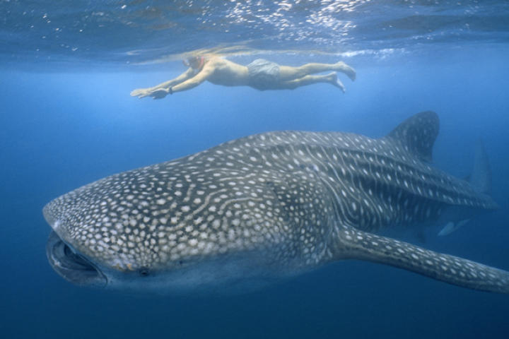 A man swims with a feeding whale shark in Indian Ocean off Mozambique.