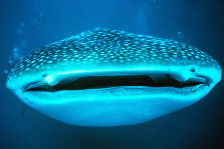 Whale shark (Rhincodon typus) off Ningaloo Reef, Australia.