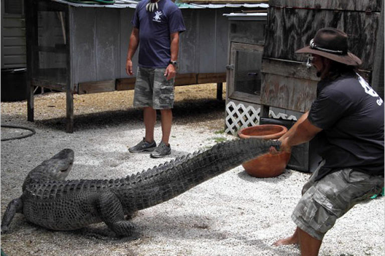 As seen on Gator Boys, only on Animal Planet.