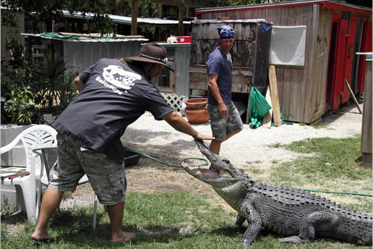 As seen on Gator Boys, only on Animal Planet.