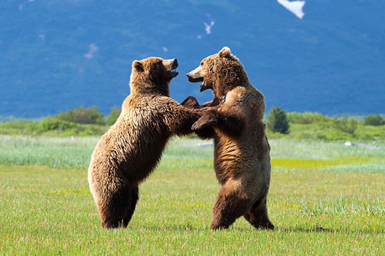 Ready for a Fight