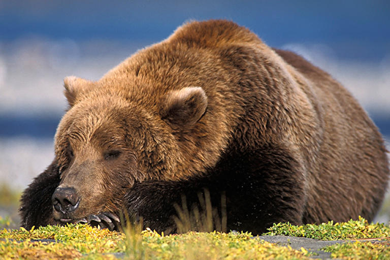 False Hibernation?