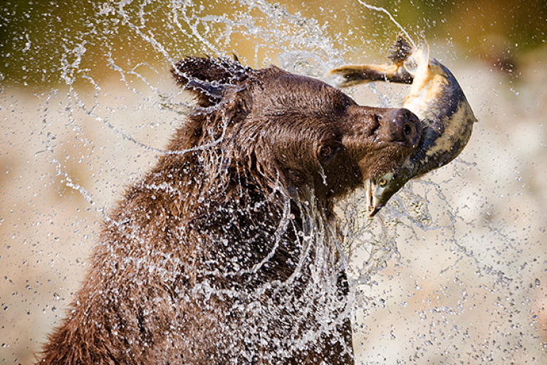A Formidable Hunter