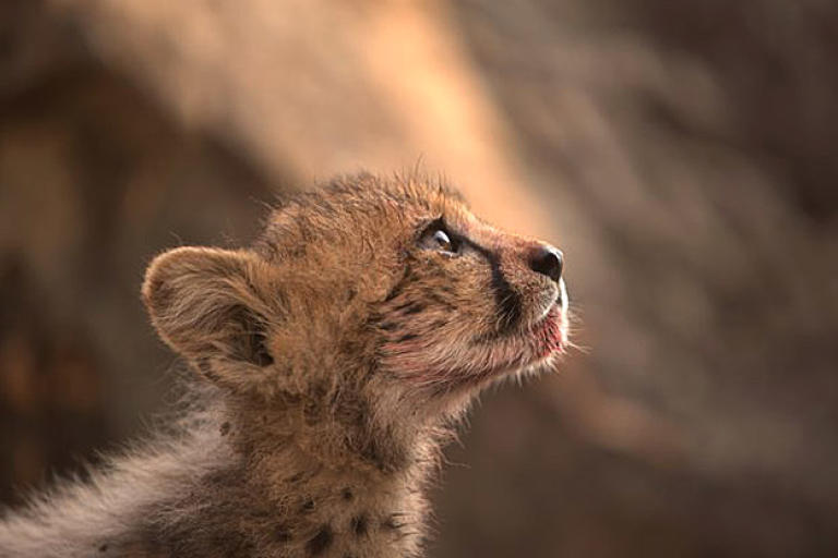 A cheetah cub after a big meal.