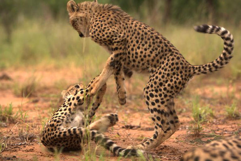 Cheetah cubs playing. Play helps build hunting skills.