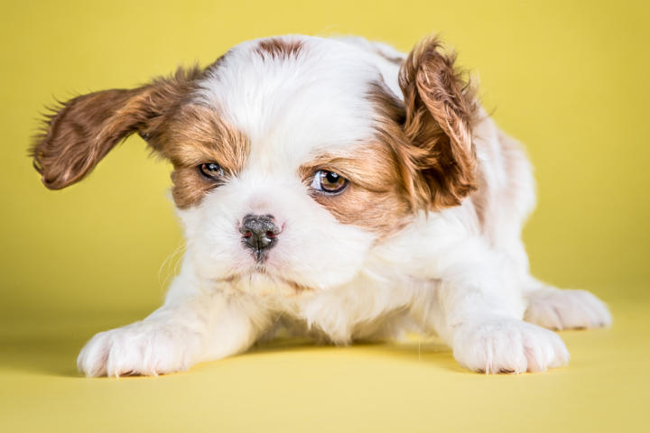 Annie, Caviliar King Charles Spaniel, 7 weeks