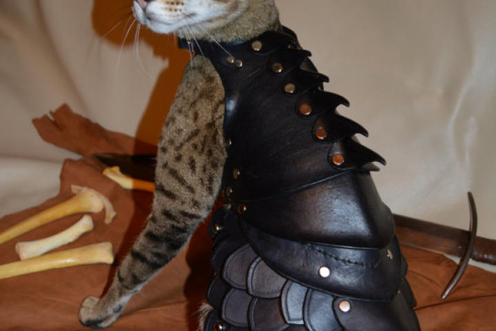 cat-battle-armor-03