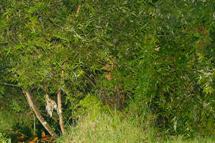Wyndtree Swamp, Pasco County Florida. Location for episode 202 "While She Lay Dying."
