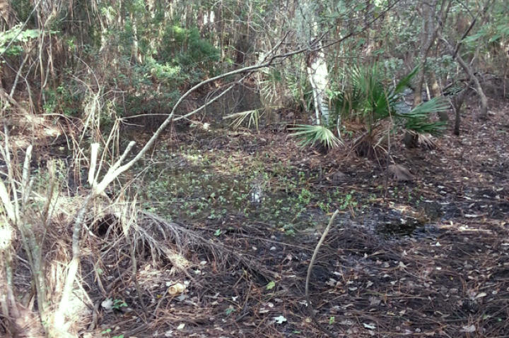 Wyndtree Swamp, Pasco County Florida. Location for episode 202 "While She Lay Dying."