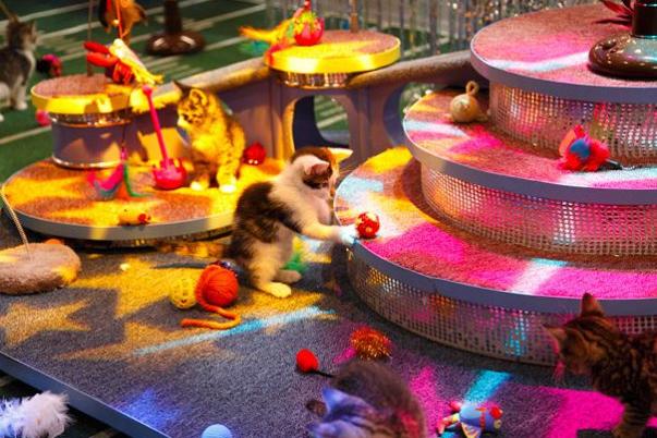 Kitty halftime show in full effect!