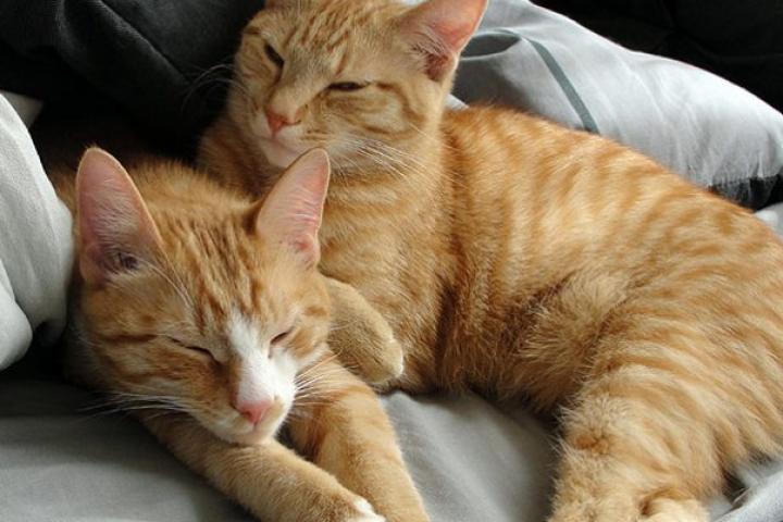 Nap Time!: Submitted by Stephanie L.-