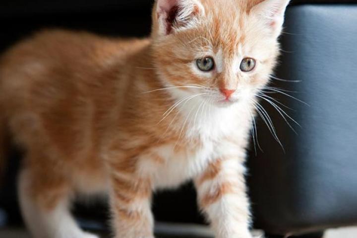 Absolutely Adorable Kitten Photos | Too Cute | Animal Planet
