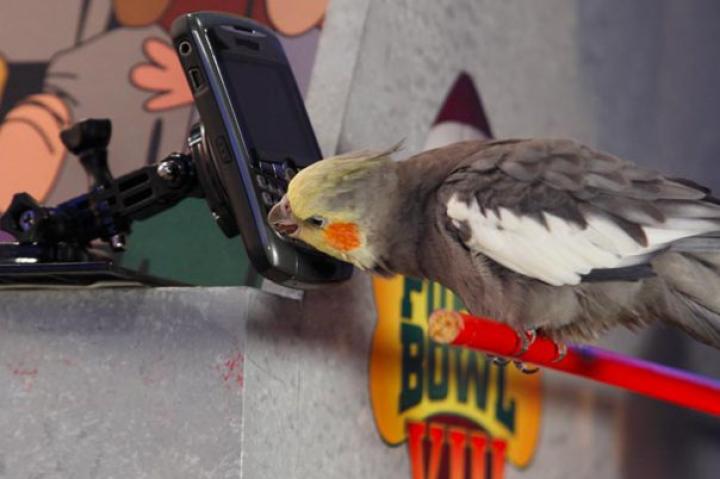 Meep the tweeting bird sends out a tweet.