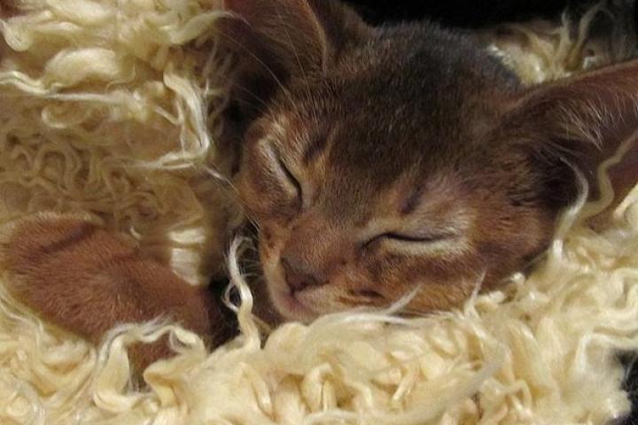 Abyssinian kitten sleeping