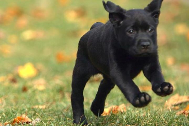 A Labrador Retriever puppy leaps through the grass.