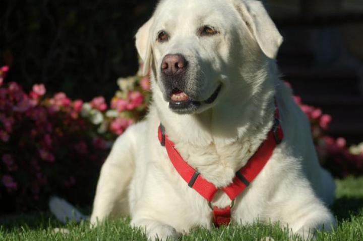 Kota: Submitted by Leslie R.-