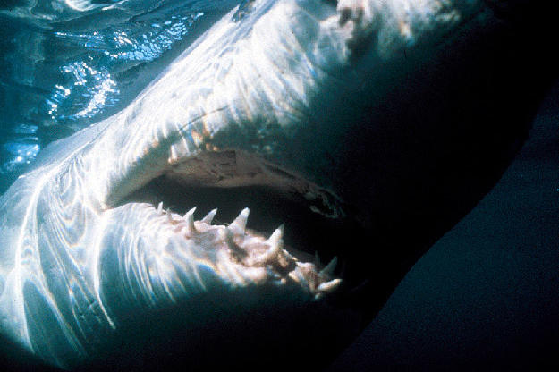A South African great white shark.
"There had been a few random breaches in documentaries in the past," says producer Jeff Kurr, "but very few people, even shark experts, knew great whites jumped like that. Pretty exciting filming this because I had a feeling it would make history. And now, 11 years after we made "Air Jaws" it still airs all the time and people still love it!"