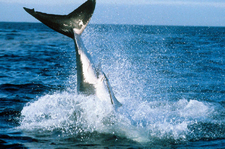 "When I first heard that great whites were jumping back in 2000 I didn't believe it," says "Air Jaws" producer Jeff Kurr. "So, when I saw it for myself and filmed it for the first time I was mesmerized."
