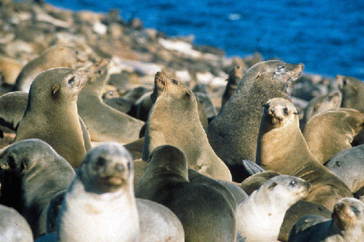 The Cape fur seals of Seal Island.
There are some 60,000 seals living on the island; only a small percentage are taken by the sharks.
"Air Jaws" features the first-ever footage of great whites from the seal's point of view, thanks to two custom cameras built by producer Jeff Kurr called Seal Cam and the Sea Viewer.