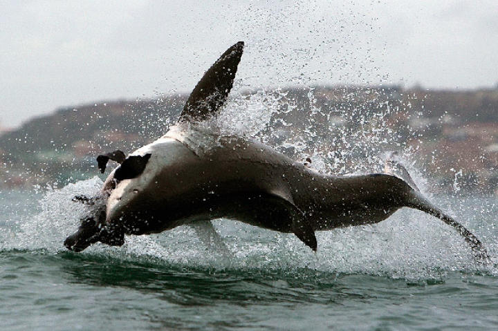 The great whites of Seal Island at False Bay, nearby Mossel Bay and Dyer Island to the east along the South African coast, regularly breach out of the water when attacking seals. This unique phenomenon is entirely due to the underwater geography of the region, which allows the sharks to launch powerful sneak attacks from deep below their prey.