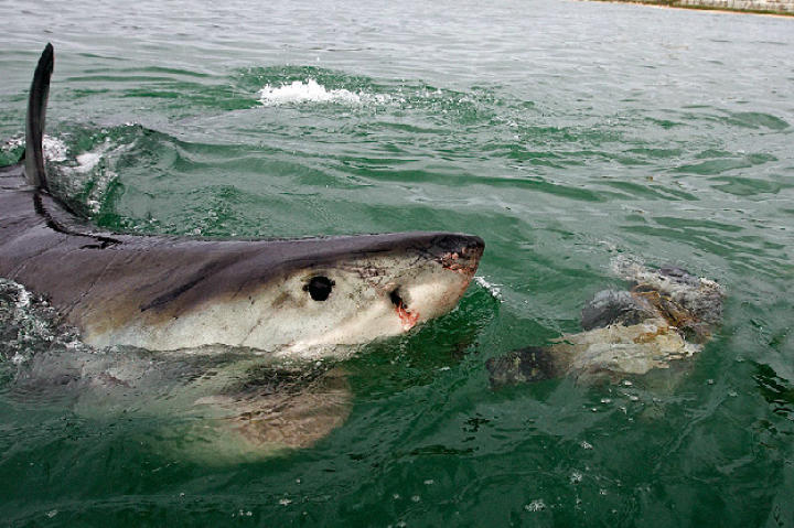 A juvenile great white takes the bait in Mossel Bay, South Africa.