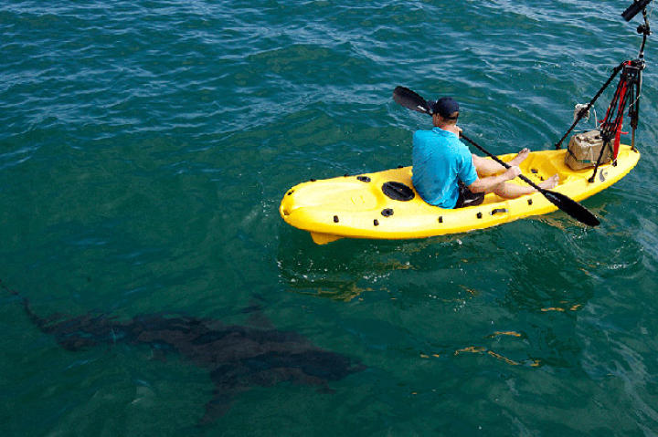 Shark expert and photographer Chris Fallows kayaks with great whites off the coast of Mossel Bay, South Africa.
"It's interesting because kayaks do get attacked by great whites every now and then," says "Ultimate Air Jaws" producer Jeff Kurr, "sometimes with a lot of force. Chris, once again, was out to prove that the great white is more curious than ferocious, and that was the point of the scene. One thing to keep in mind: white sharks like paddles and ours got munched."