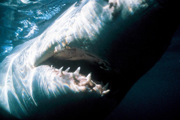 A South African great white shark.