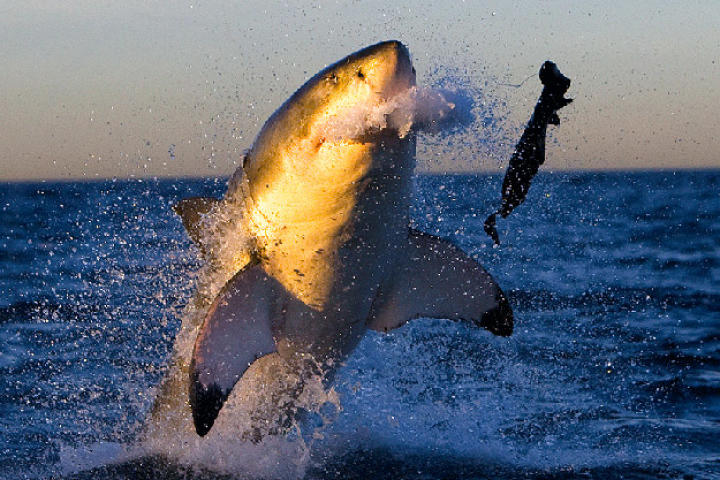 A great white shark rejects a seal decoy during filming of "Ultimate Air Jaws" at Seal Island off the coast of South Africa. Great whites are very picky eaters.