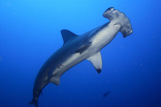 A scalloped hammerhead shark swims off the coast of Cocos Island. This species can grow to 14 feet in length. Its larger cousin, the great hammerhead, can grow to 20 feet and weigh over 1,000 pounds. There are nine recognized hammerhead species, all of which are found in tropical waters throughout the world.