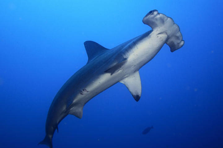 A scalloped hammerhead shark swims off the coast of Cocos Island. This species can grow to 14 feet in length. Its larger cousin, the great hammerhead, can grow to 20 feet and weigh over 1,000 pounds. There are nine recognized hammerhead species, all of which are found in tropical waters throughout the world.