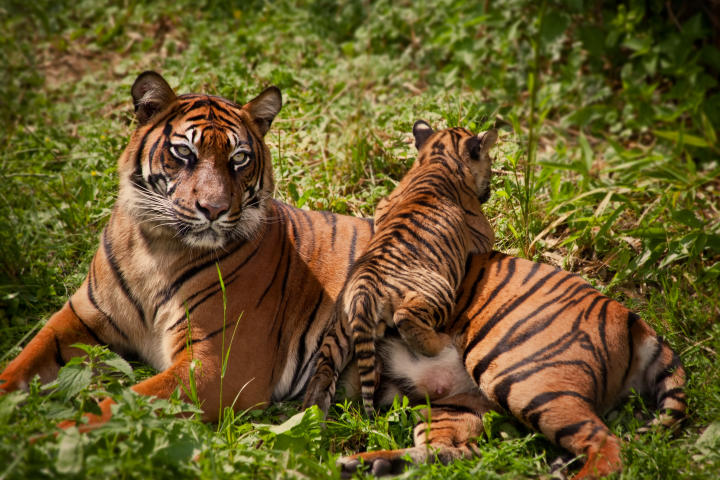 Cub climbing on tiger