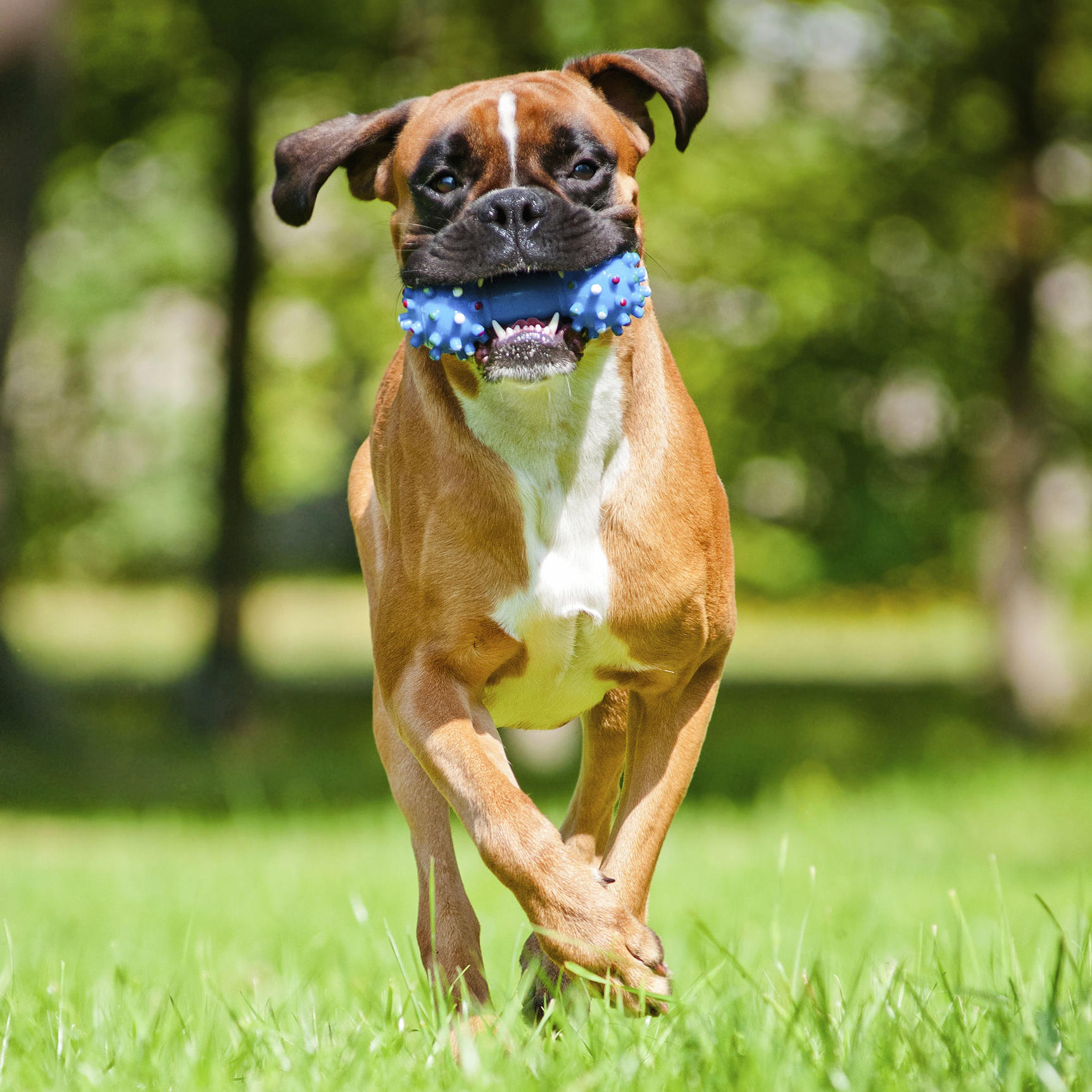 puppies and fitness breeds l z dogs 101 animal planet puppies and fitness breeds l z dogs 101 animal planet