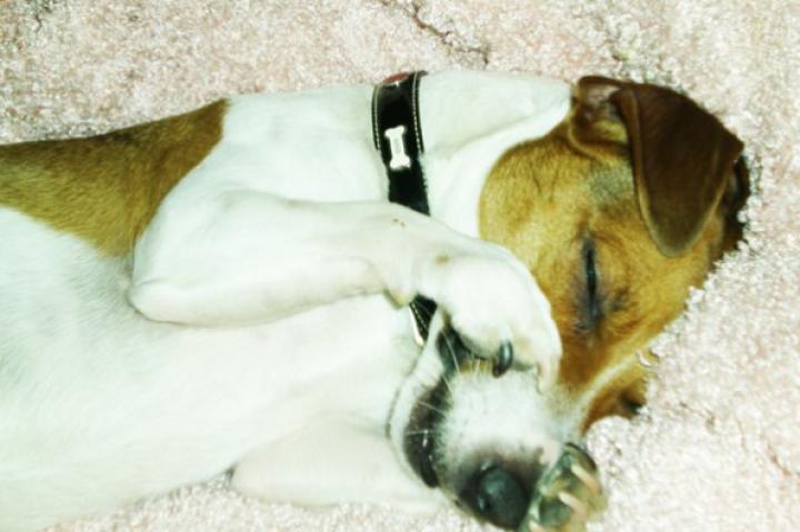 Teddi: Submitted by Vanessa V.-