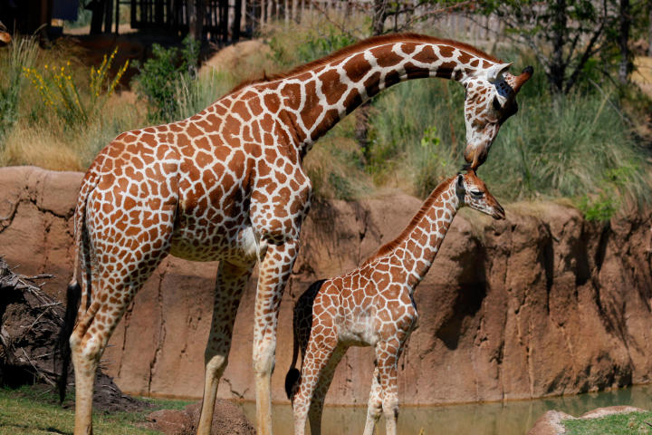 Giraffe Live Birth