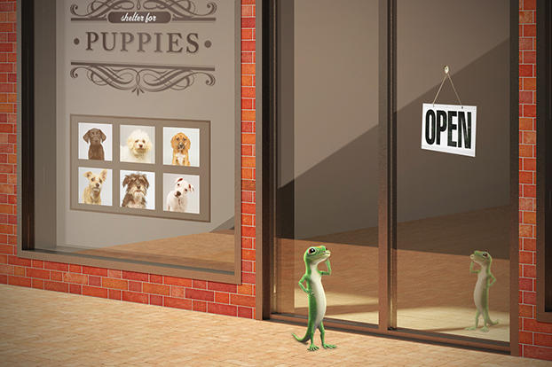 The GEICO Gecko has an idea. Train some puppies for the big game!