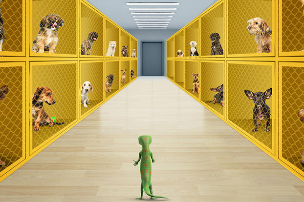 After talking with the pups, he decides they are the perfect contenders for Puppy Bowl X.