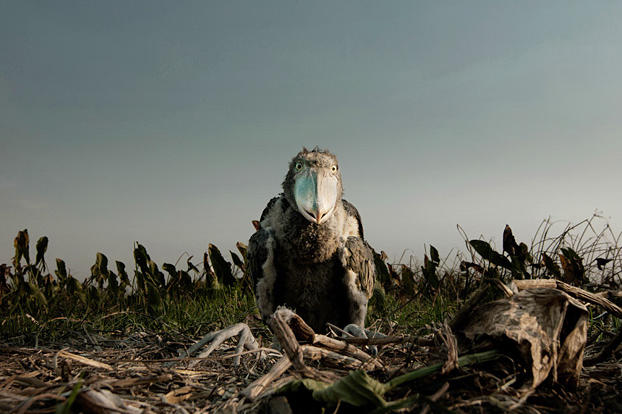 A shoebill chick, filmed in the nest for the first time. These extraordinary birds proved very difficult to find; it took six months of research, a week on the ground to pinpoint the location and then two days to cut a path to the nest. But by using remote cameras so as not to disturb these vulnerable birds, the Africa crew revealed previously undocumented, and at times disturbing behavior.