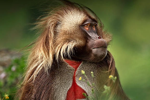 Eye-to-eye with a magnificent male gelada. These "bleeding heart baboons" are unique to the Ethiopian highlands, the so-called "Roof of Africa." Temperatures up here often drop below freezing so geladas are dressed for the cold weather, in spectacular billowing coats. The bright red "bleeding" heart of the male indicates virility, attracting females and dissuading rivals.